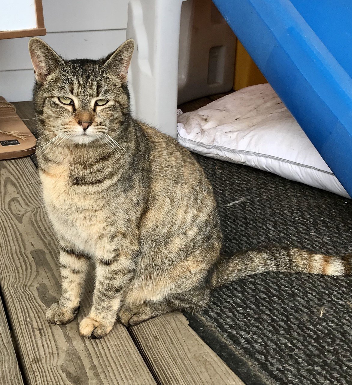 Blaze, an adoptable Domestic Medium Hair in Sistersville, WV, 26175 | Photo Image 1