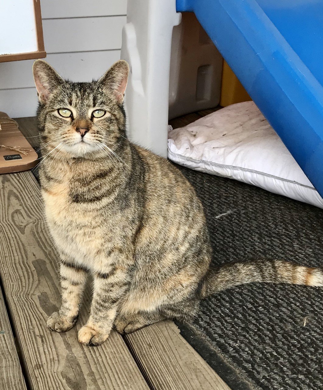 Blaze, an adoptable Domestic Medium Hair in Sistersville, WV, 26175 | Photo Image 2