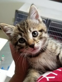 Blaze, an adoptable Domestic Medium Hair in Sistersville, WV, 26175 | Photo Image 3