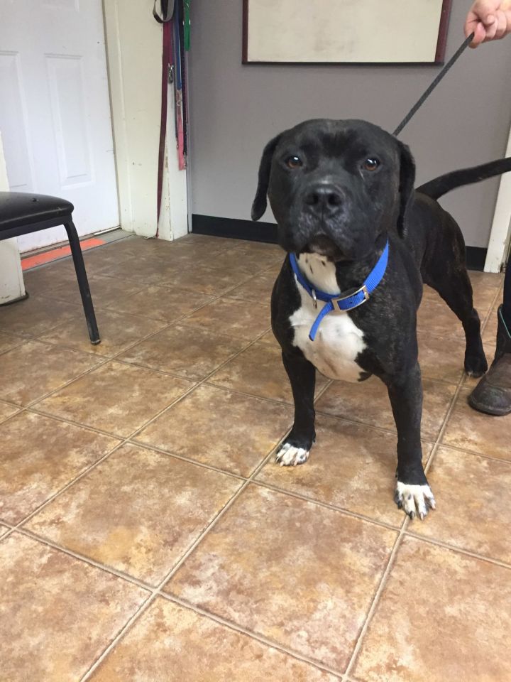 Dog For Adoption Mario A Cane Corso Boxer Mix In Spencer In