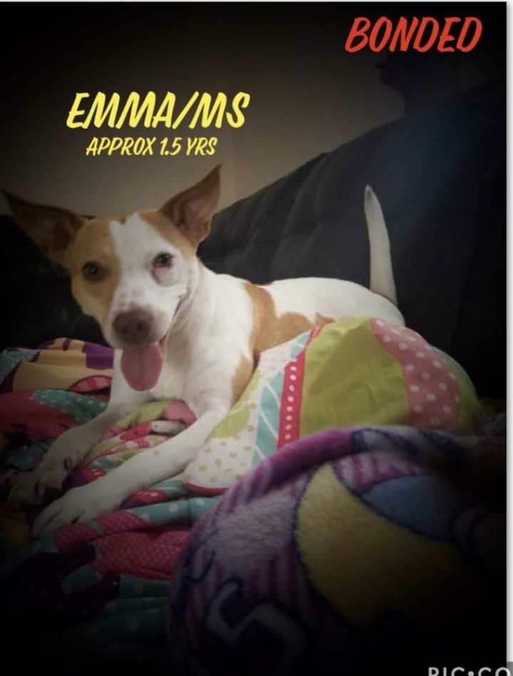 Emma/Ms 1