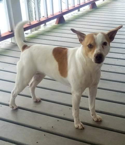 Emma/Ms, an adoptable Jack Russell Terrier in Columbia, TN, 38401 | Photo Image 2