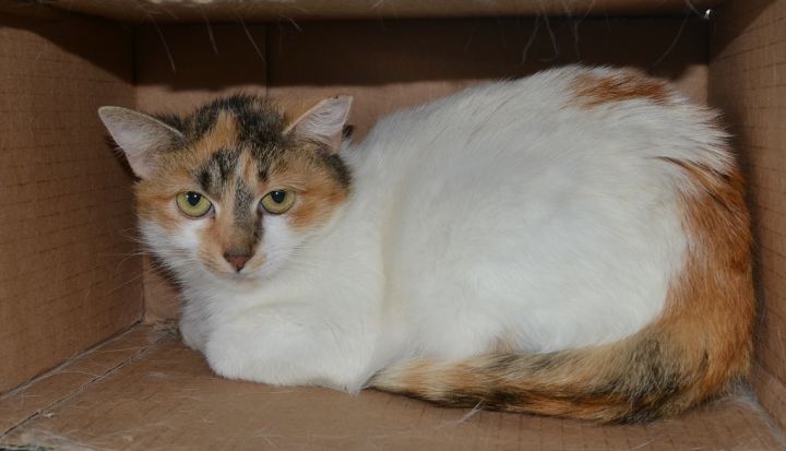Nova, C39, an adopted Domestic Short Hair & Calico Mix in Mineral, VA_image-1