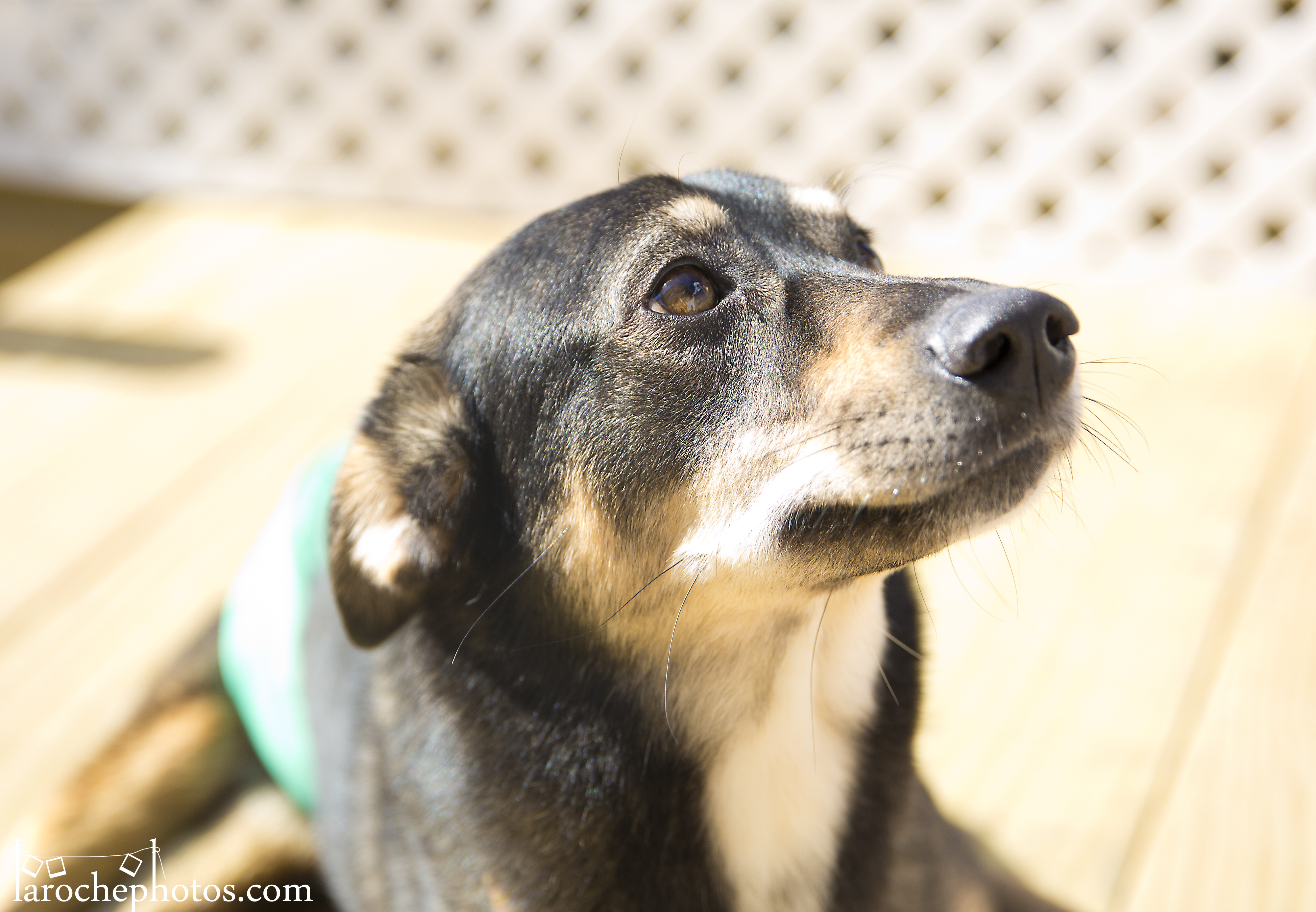 Bunny, an adoptable Shepherd in Barrington Hills, IL, 60010 | Photo Image 2