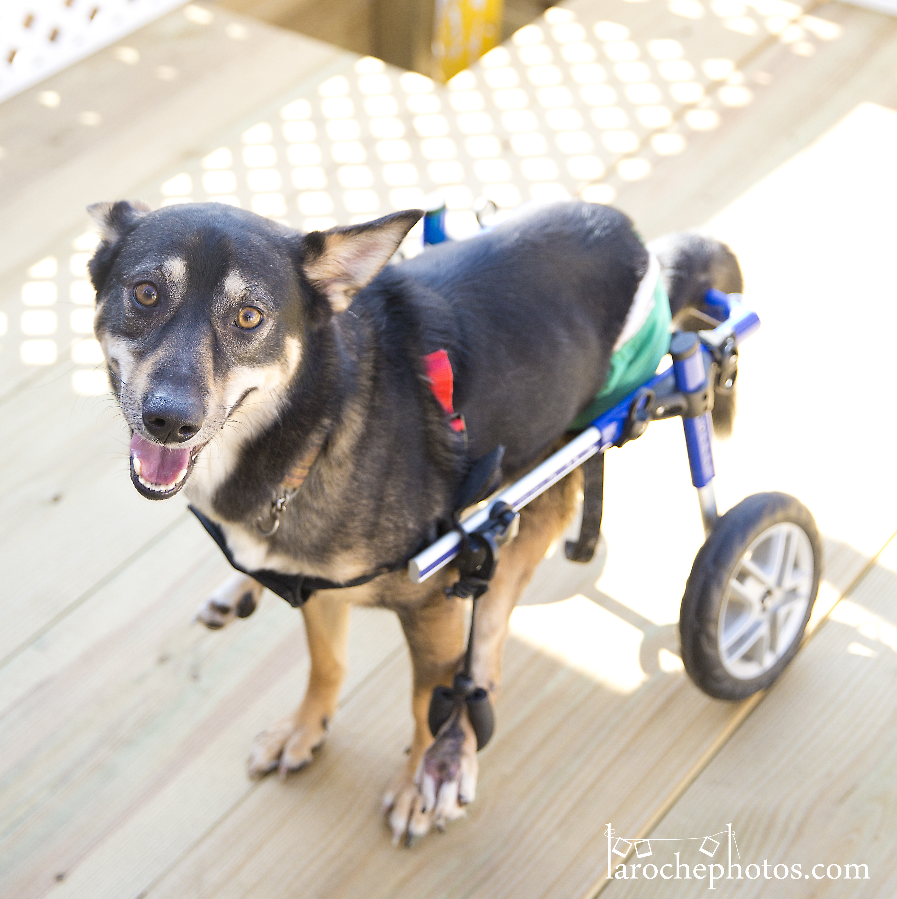 Bunny, an adoptable Shepherd in Barrington Hills, IL, 60010 | Photo Image 3