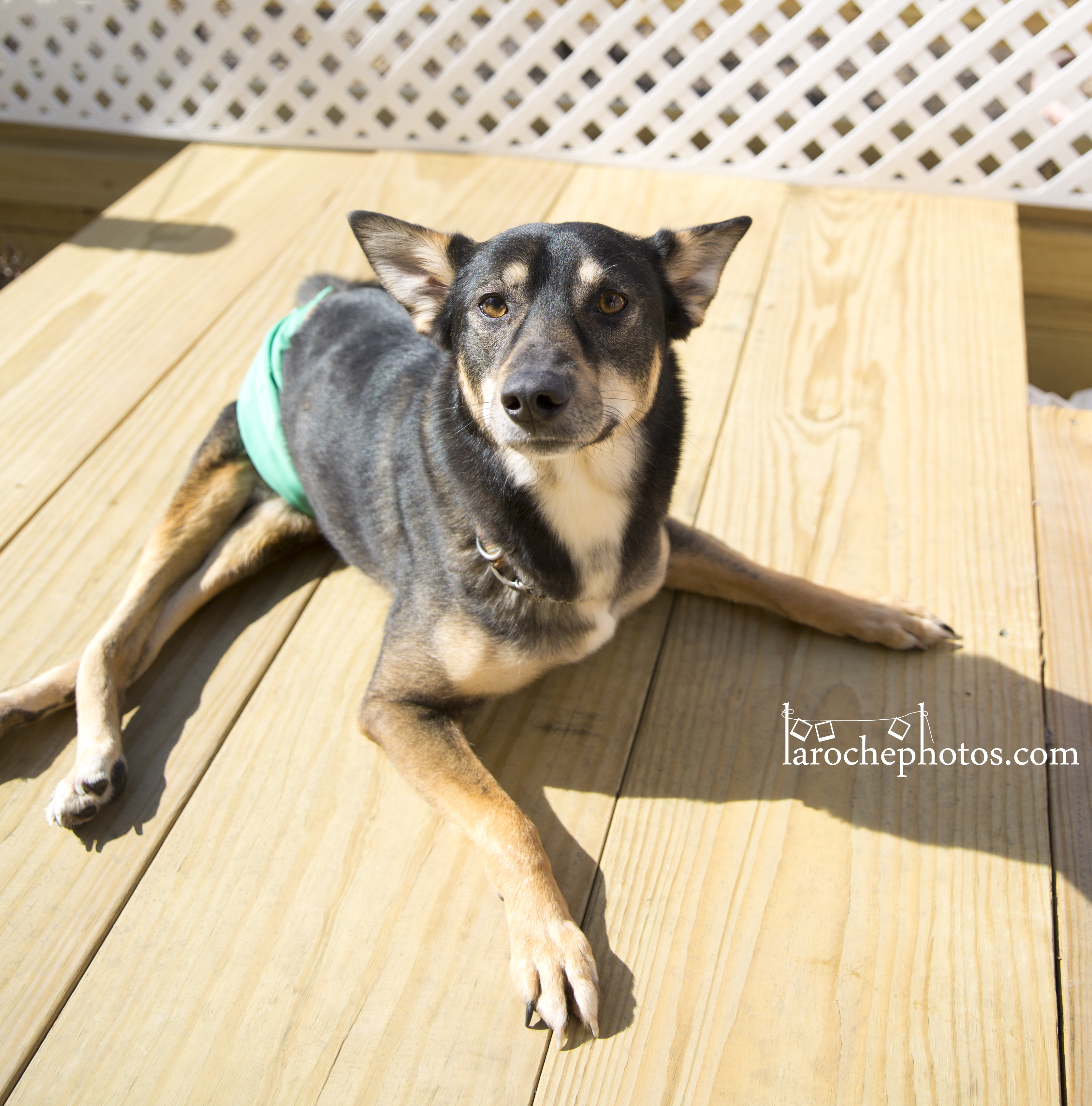 Bunny, an adoptable Shepherd in Barrington Hills, IL, 60010 | Photo Image 4