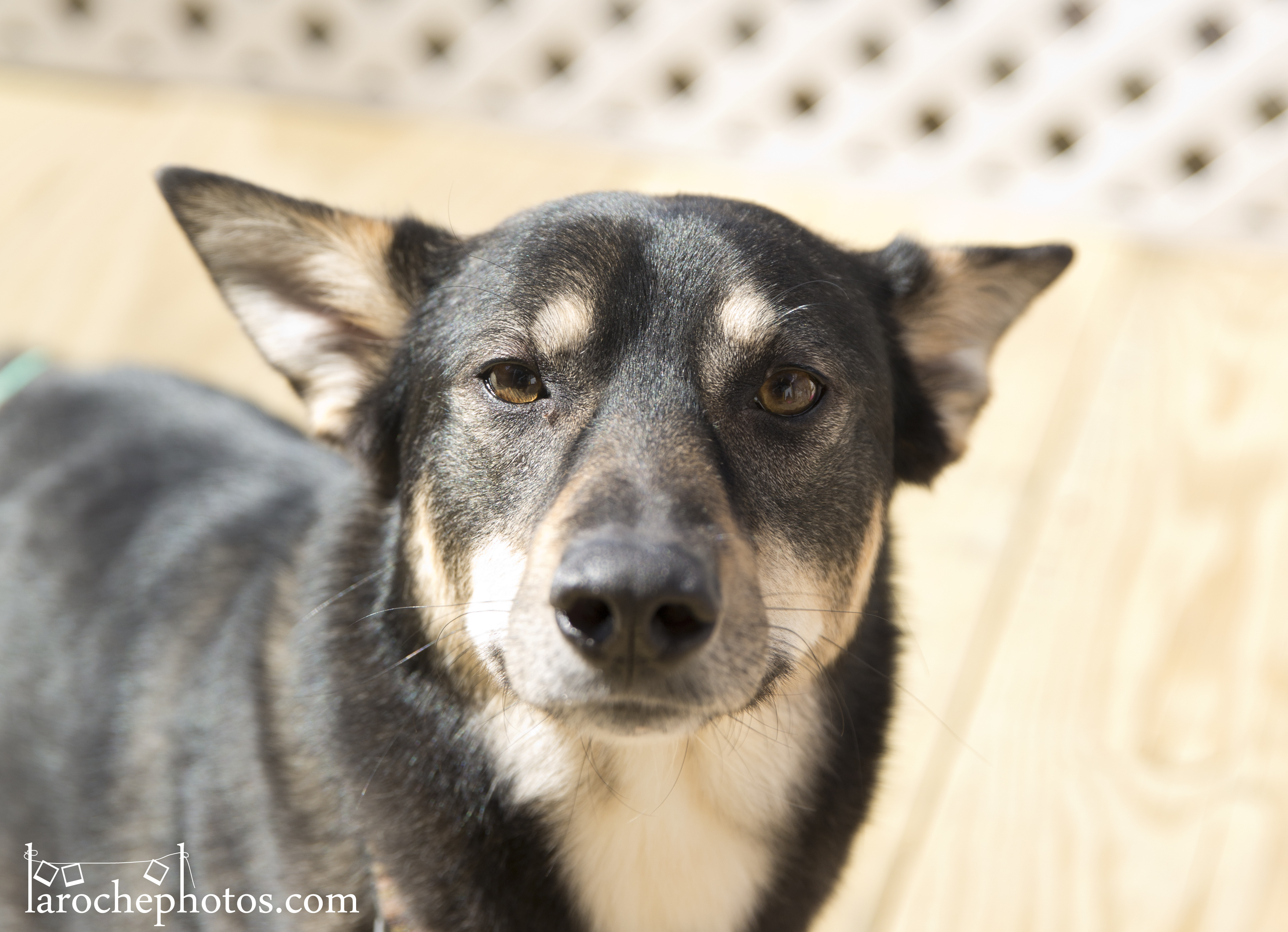 Bunny, an adoptable Shepherd in Barrington Hills, IL, 60010 | Photo Image 1