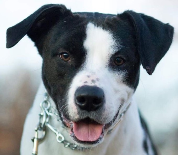 Rayne, an adoptable Border Collie in Roselle, IL, 60172 | Photo Image 1