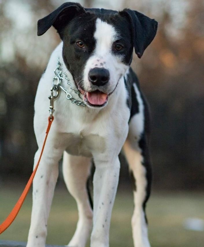 Rayne, an adoptable Border Collie in Roselle, IL, 60172 | Photo Image 2