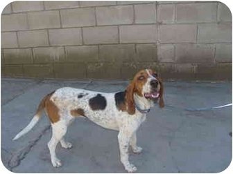 Tesha, an adoptable Basset Hound in San Diego, CA, 92116 | Photo Image 1