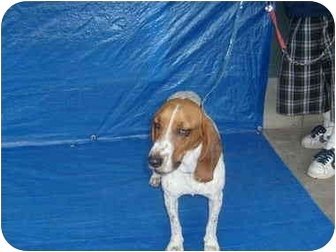 Tesha, an adoptable Basset Hound in San Diego, CA, 92116 | Photo Image 2