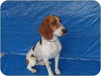 Tesha, an adoptable Basset Hound in San Diego, CA, 92116 | Photo Image 3