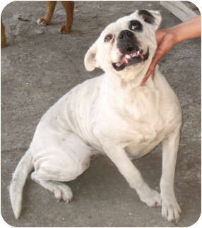 Blanca, an adoptable Pit Bull Terrier in San Diego, CA, 92116 | Photo Image 3