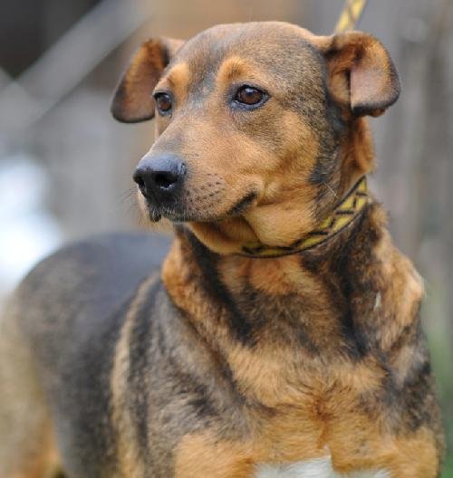 Cassie, an adoptable Shepherd, Beagle in San Diego, CA, 92116 | Photo Image 1