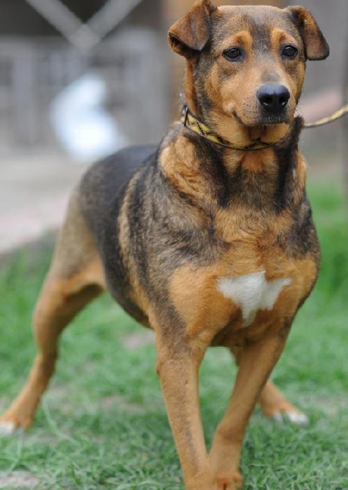 Cassie, an adoptable Shepherd, Beagle in San Diego, CA, 92116 | Photo Image 2