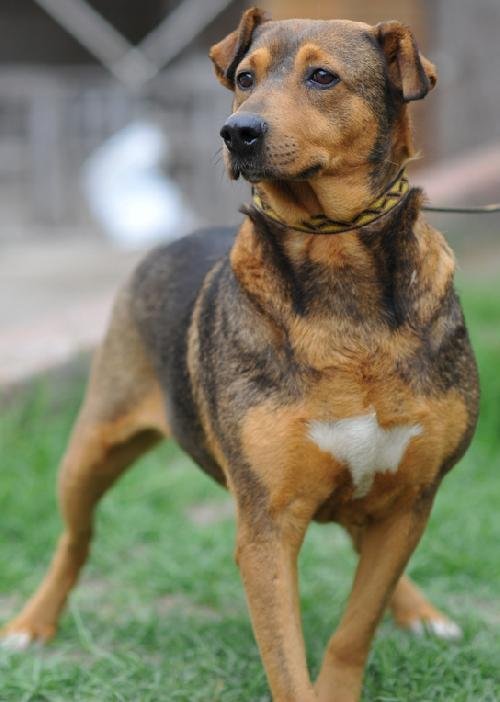 Cassie, an adoptable Shepherd, Beagle in San Diego, CA, 92116 | Photo Image 3