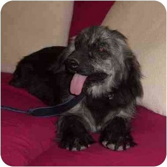 Tikina, an adoptable Terrier, Cocker Spaniel in San Diego, CA, 92116 | Photo Image 1