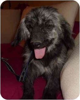 Tikina, an adoptable Terrier, Cocker Spaniel in San Diego, CA, 92116 | Photo Image 3