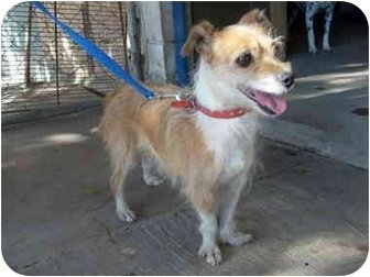 kanal Puno batteri Dog for adoption - Lupa, a Wire Fox Terrier & Chihuahua Mix in San Diego,  CA | Petfinder