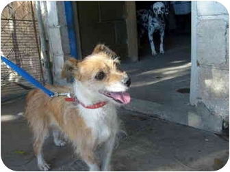 Lupa, an adoptable Wire Fox Terrier, Chihuahua in San Diego, CA, 92116 | Photo Image 2