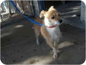 Lupa, an adoptable Wire Fox Terrier, Chihuahua in San Diego, CA, 92116 | Photo Image 3