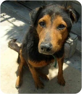 Hema, an adoptable German Shepherd Dog in San Diego, CA, 92116 | Photo Image 1
