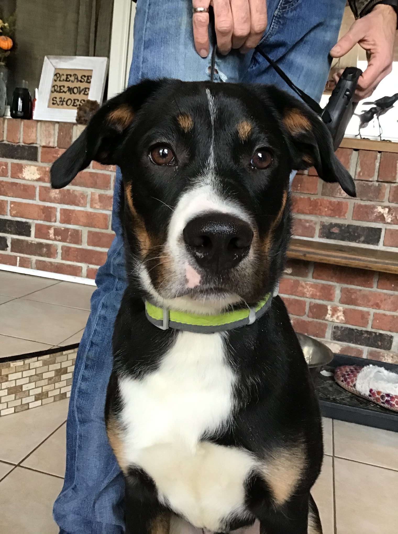 Percius, an adoptable Labrador Retriever, Border Collie in Sawyer, ND, 58781 | Photo Image 1