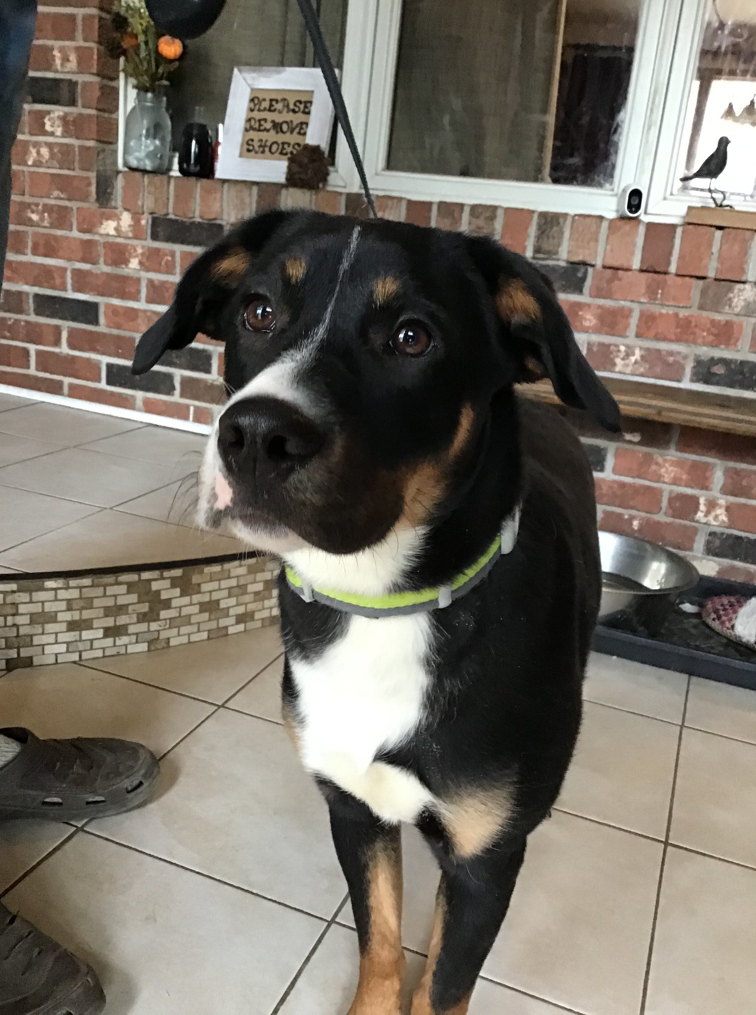 Percius, an adoptable Labrador Retriever, Border Collie in Sawyer, ND, 58781 | Photo Image 2