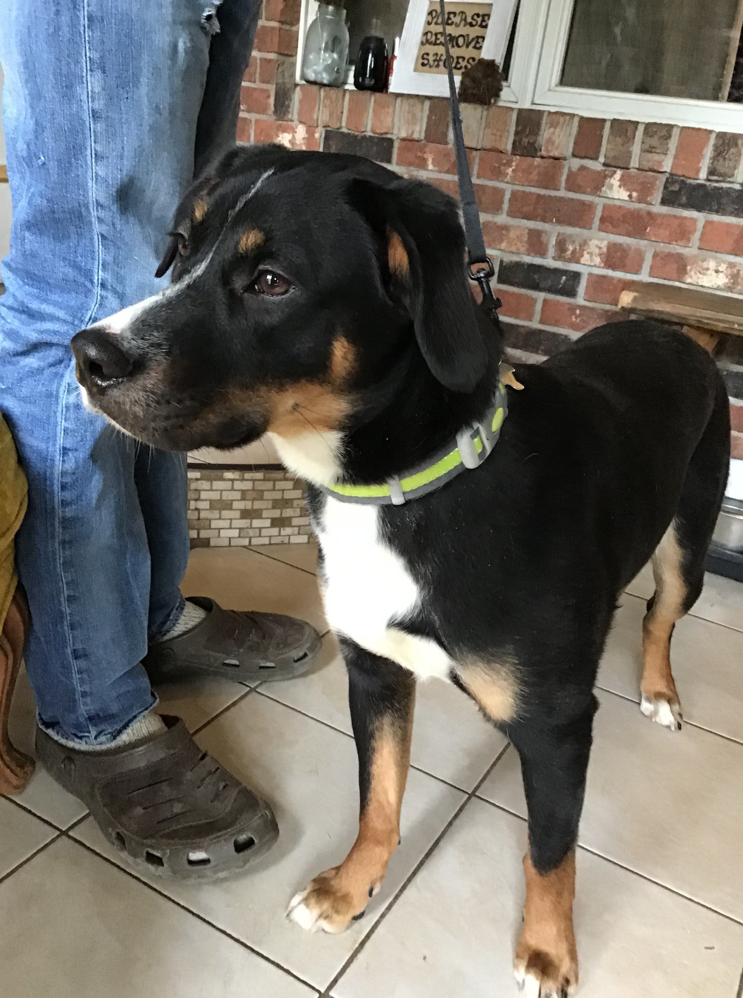 Percius, an adoptable Labrador Retriever, Border Collie in Sawyer, ND, 58781 | Photo Image 3