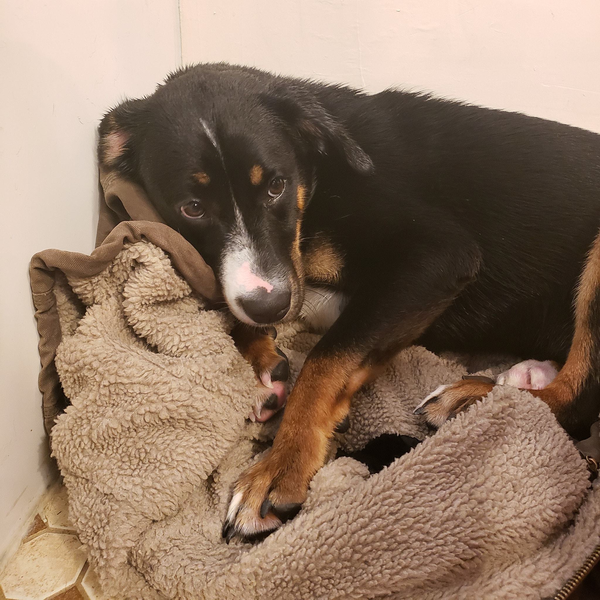 Percius, an adoptable Labrador Retriever, Border Collie in Sawyer, ND, 58781 | Photo Image 4