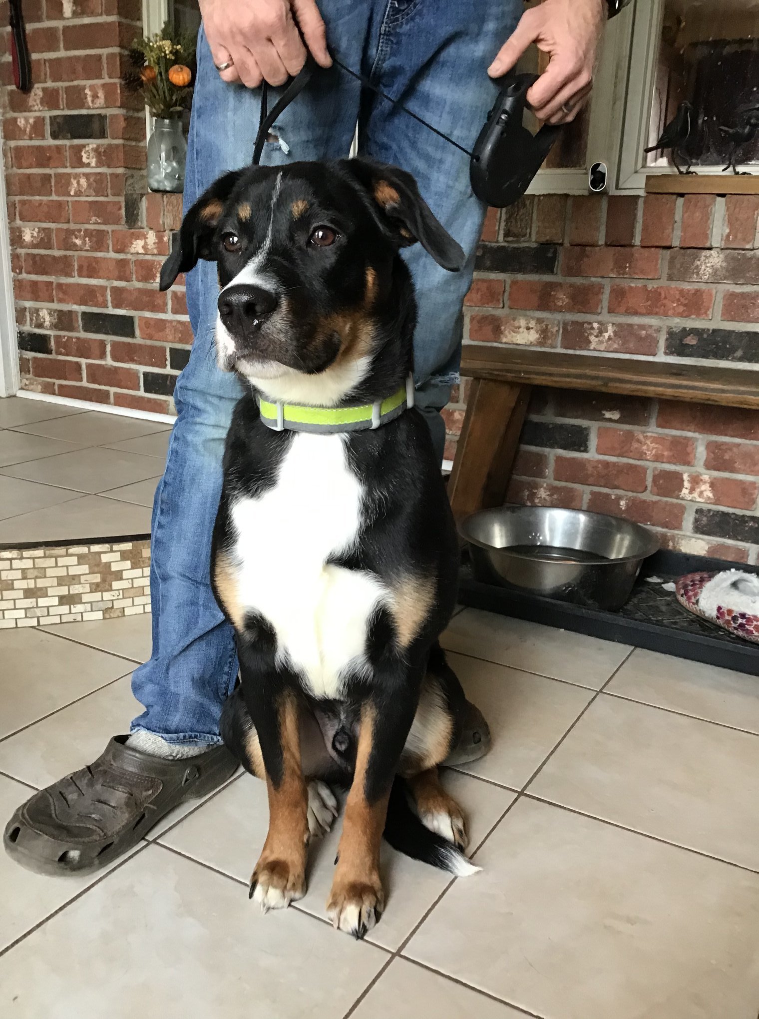 Percius, an adoptable Labrador Retriever, Border Collie in Sawyer, ND, 58781 | Photo Image 5