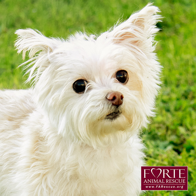 Roxy, an adoptable West Highland White Terrier / Westie, Terrier in Marina Del Rey, CA, 90292 | Photo Image 2