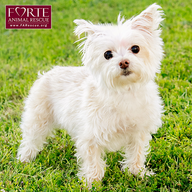 Roxy, an adoptable West Highland White Terrier / Westie, Terrier in Marina Del Rey, CA, 90292 | Photo Image 4