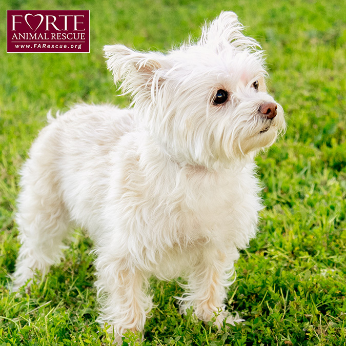 Roxy, an adoptable West Highland White Terrier / Westie, Terrier in Marina Del Rey, CA, 90292 | Photo Image 6