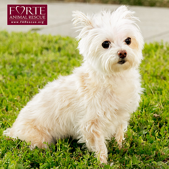 Roxy, an adoptable West Highland White Terrier / Westie, Terrier in Marina Del Rey, CA, 90292 | Photo Image 8