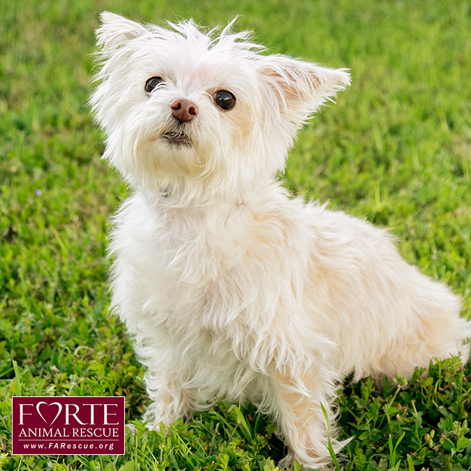 Roxy, an adoptable West Highland White Terrier / Westie, Terrier in Marina Del Rey, CA, 90292 | Photo Image 9