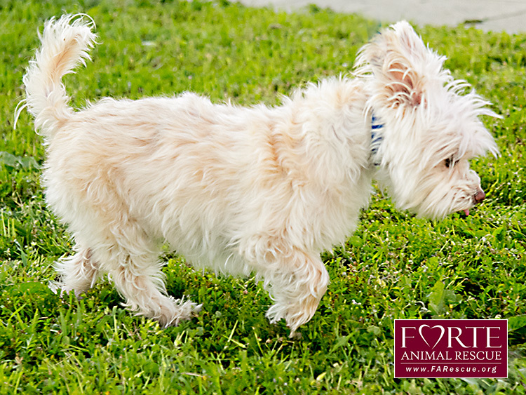 Roxy, an adoptable West Highland White Terrier / Westie, Terrier in Marina Del Rey, CA, 90292 | Photo Image 10