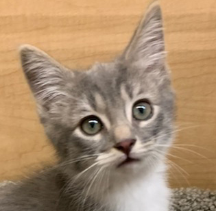 *Chloe, an adoptable Domestic Short Hair in Queen Creek, AZ, 85142 | Photo Image 2