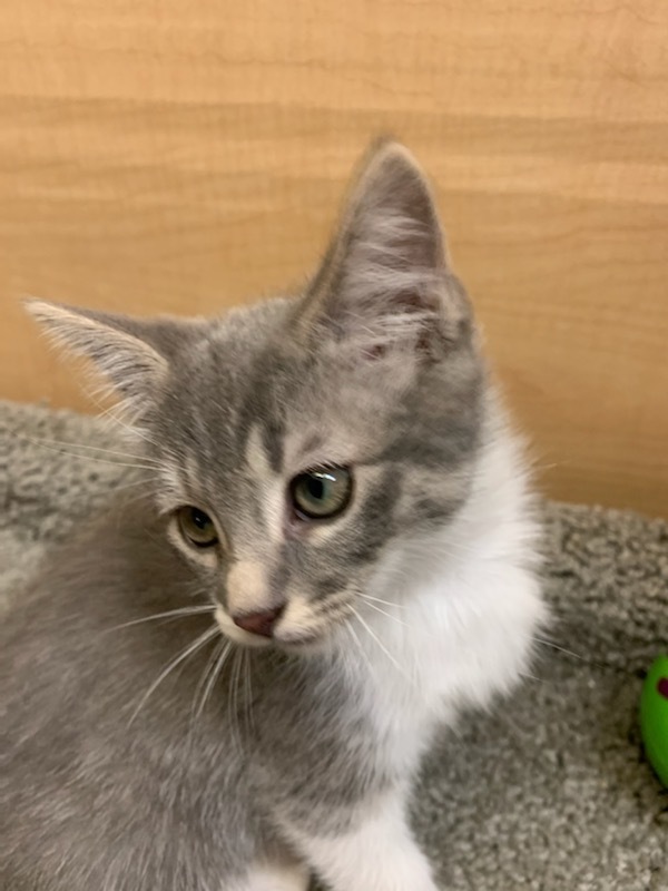 *Chloe, an adoptable Domestic Short Hair in Queen Creek, AZ, 85142 | Photo Image 4