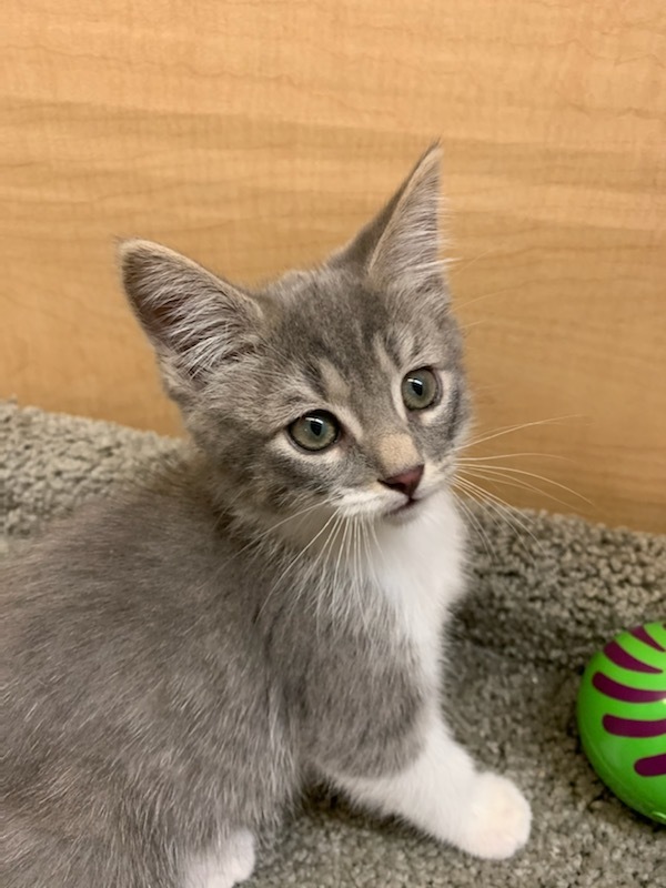 *Chloe, an adoptable Domestic Short Hair in Queen Creek, AZ, 85142 | Photo Image 6