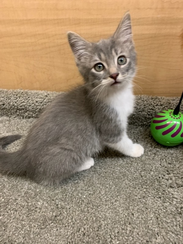 *Chloe, an adoptable Domestic Short Hair in Queen Creek, AZ, 85142 | Photo Image 8