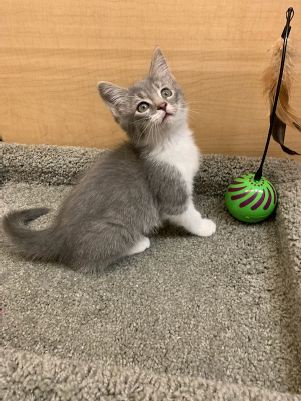 *Chloe, an adoptable Domestic Short Hair in Queen Creek, AZ, 85142 | Photo Image 9