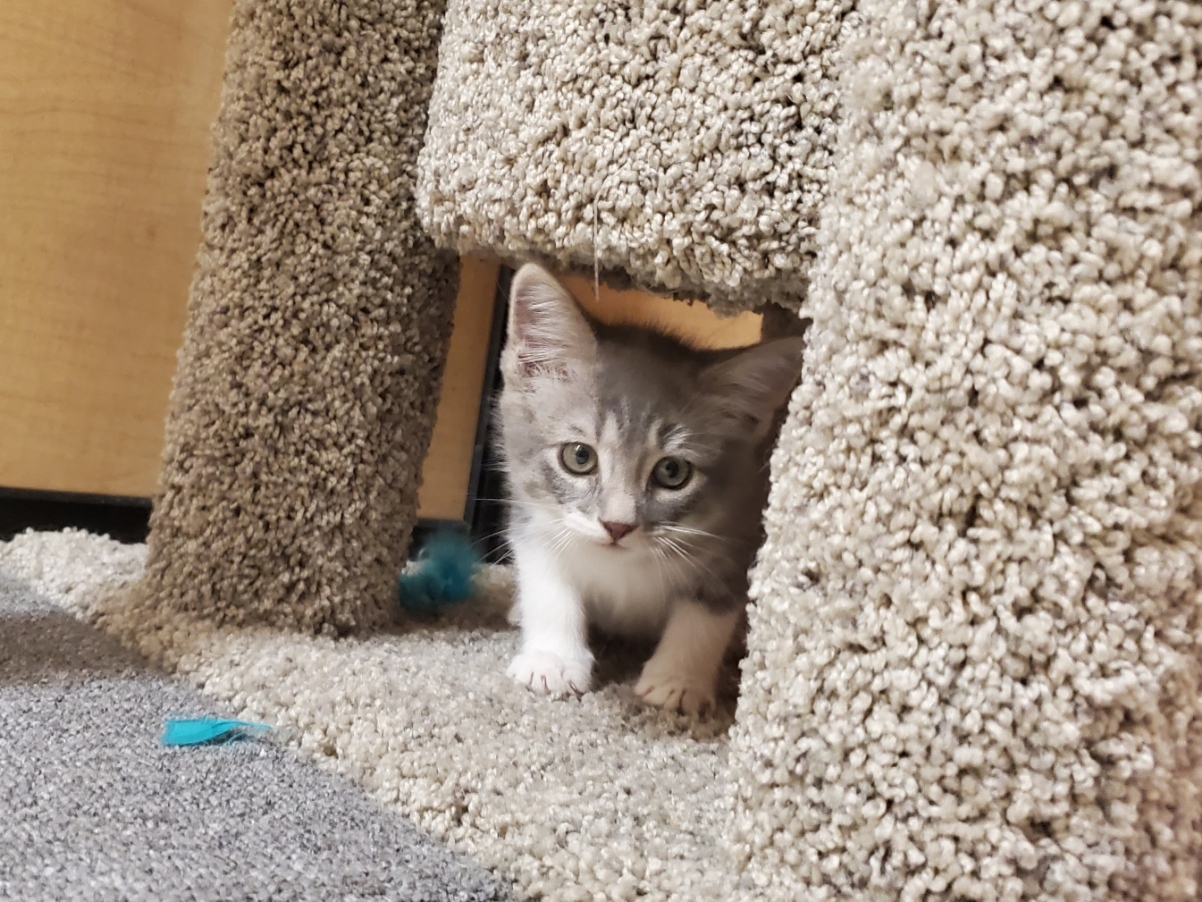 *Chloe, an adoptable Domestic Short Hair in Queen Creek, AZ, 85142 | Photo Image 10