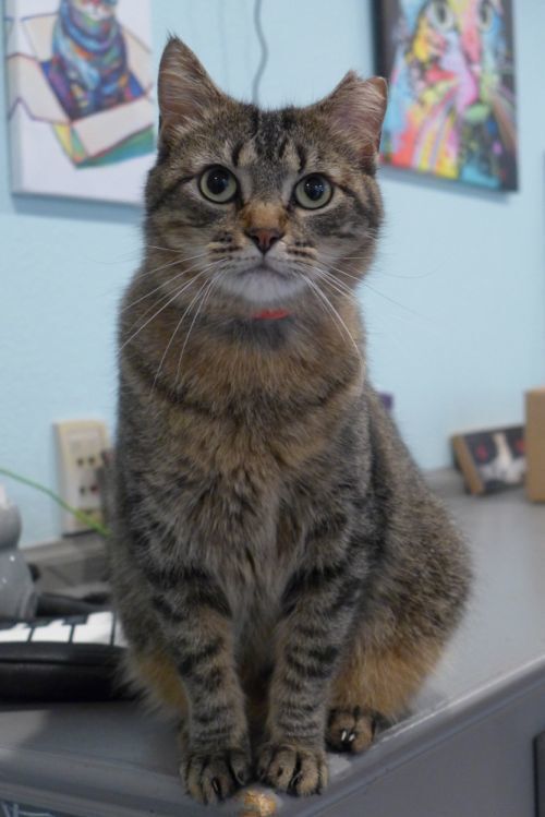 Alicia, an adoptable Domestic Short Hair in New Cumberland, WV, 26047 | Photo Image 1
