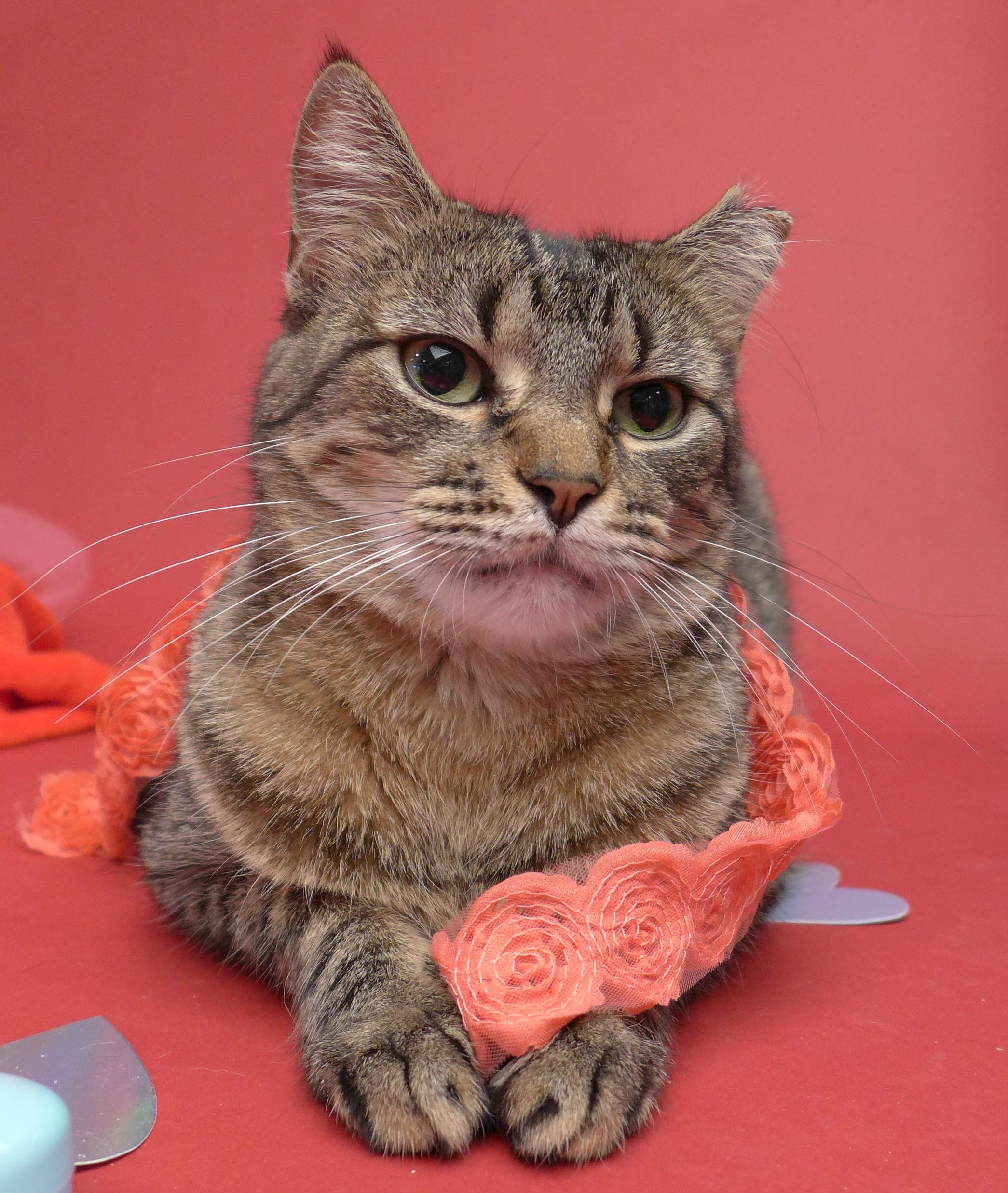 Alicia, an adoptable Domestic Short Hair in New Cumberland, WV, 26047 | Photo Image 5