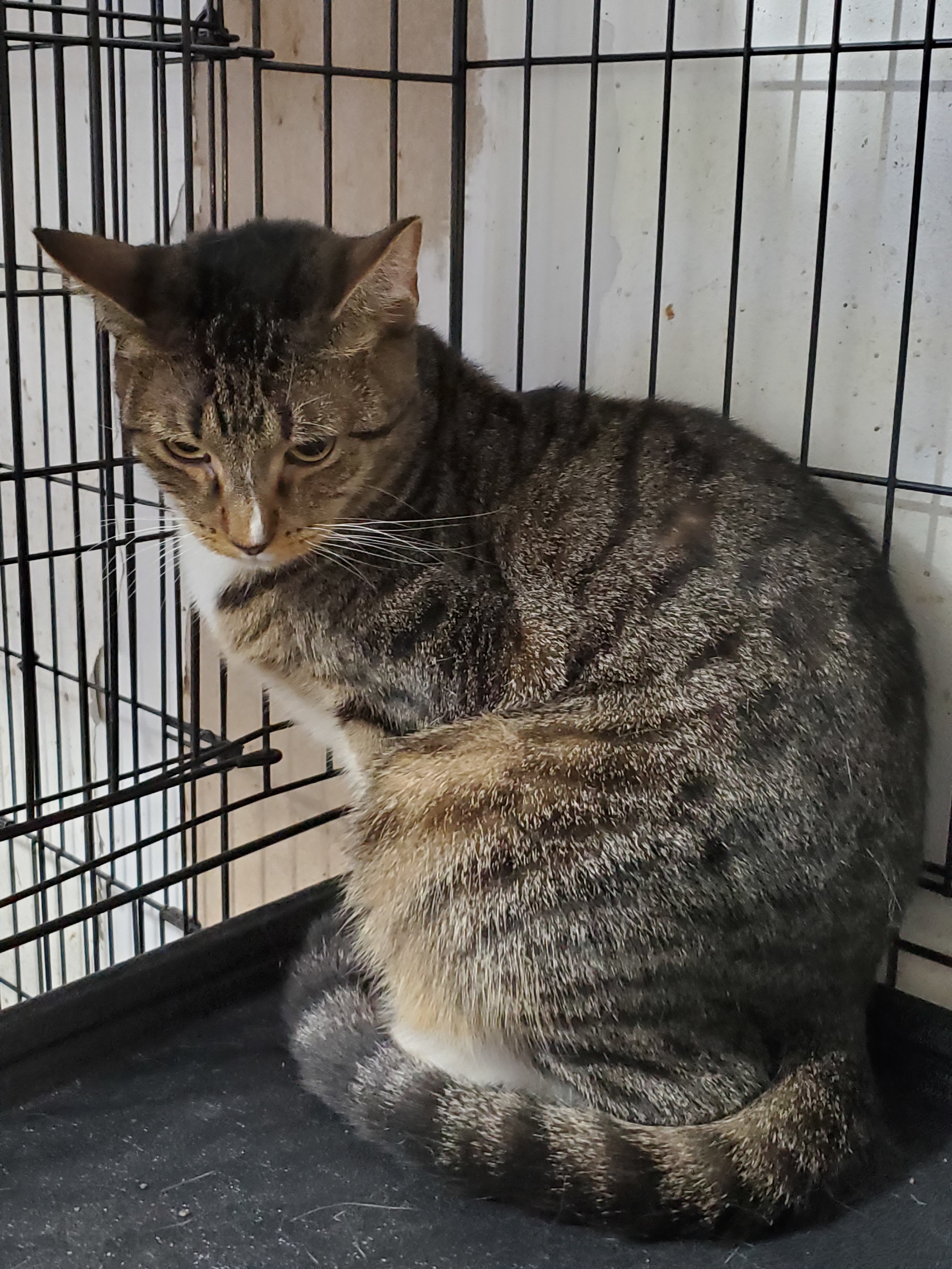 Cat for adoption ZEPHEE, a Domestic Short Hair & Tabby Mix in