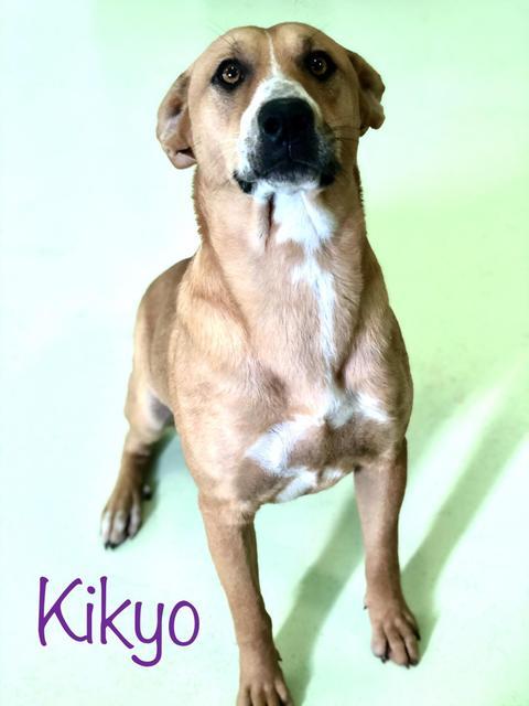 Kikyo, an adoptable Labrador Retriever in Grove, OK, 74344 | Photo Image 1