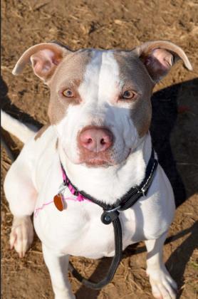 Luna, Adult Female unknown