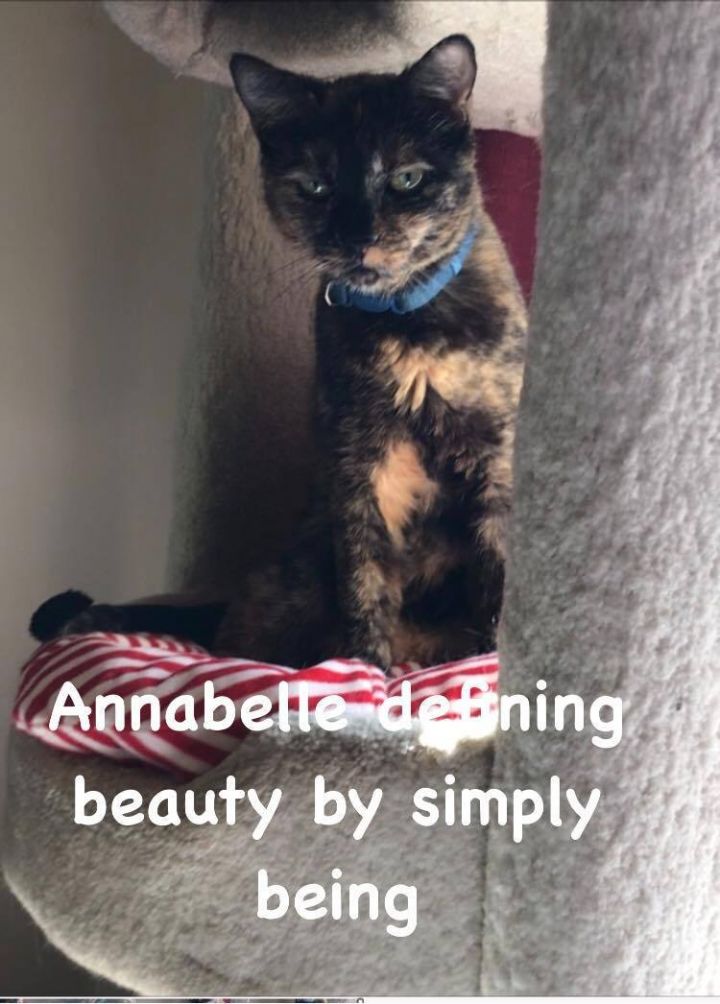 Annabelle- seeking FOSTER asap or adopter 2