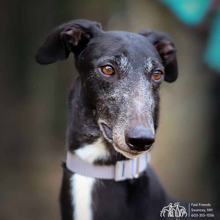 Dog For Adoption Kali A Greyhound In Keene Nh Petfinder